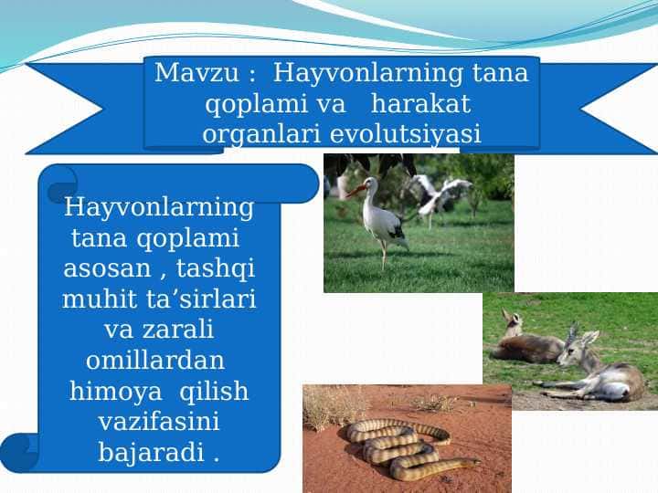 Hayvonlarning tana qoplami va   harakat  organlari evolutsiyasi