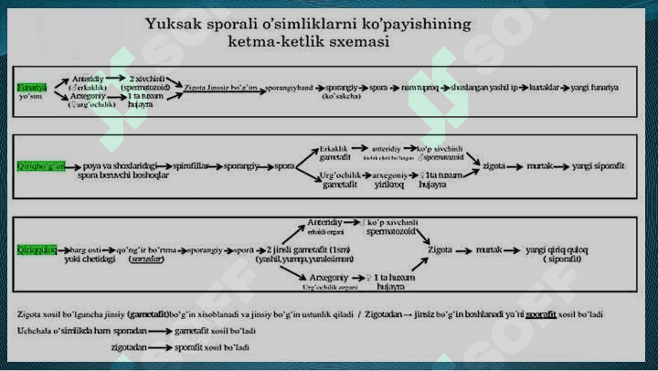 O`simliklarning  generativ  organlari  filogenezi 4