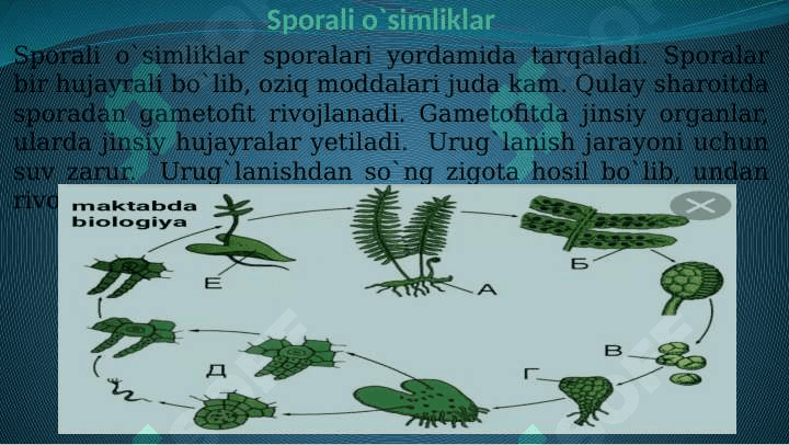 O`simliklarning  generativ  organlari  filogenezi 5
