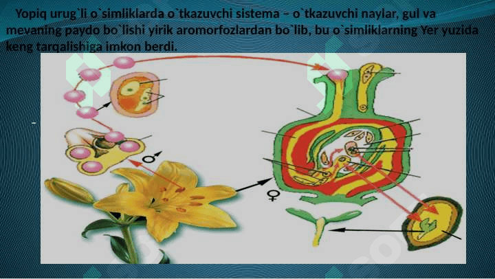 O`simliklarning  generativ  organlari  filogenezi 8