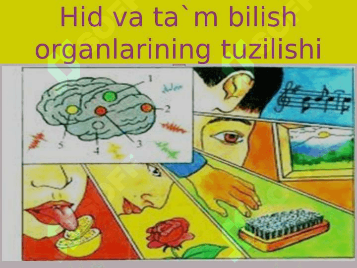 HID BILISH VA TA`M BILISH ORGANLARI 6