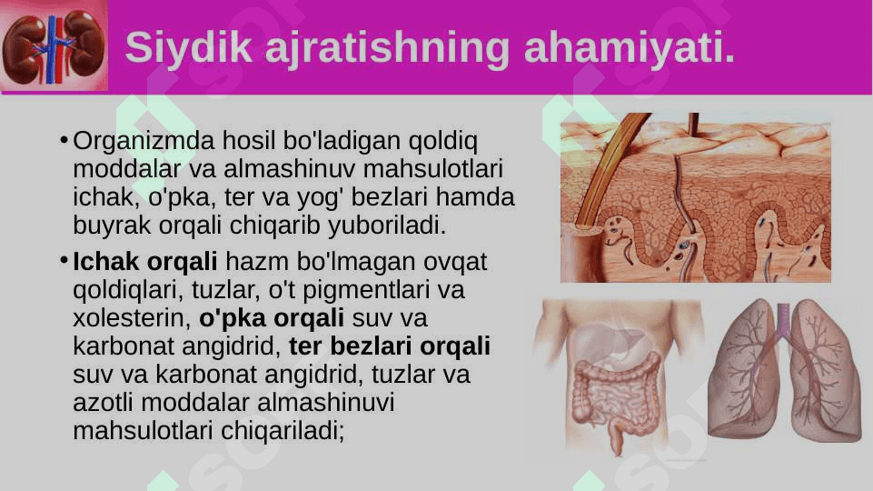 Siydik ayrish organlarining tuzilishi 2