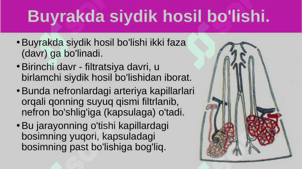 Siydik ajratish organlarining funksiyasi 2