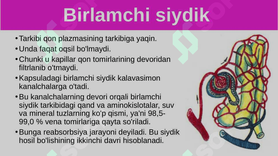 Siydik ajratish organlarining funksiyasi 3