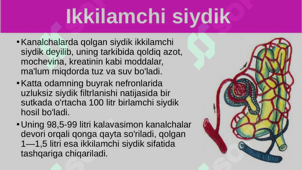 Siydik ajratish organlarining funksiyasi 4