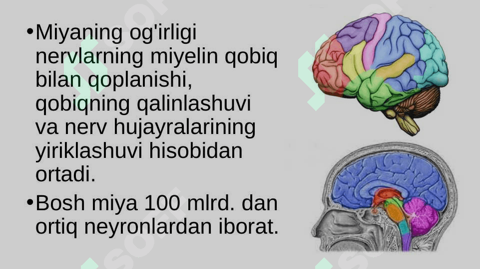 Bosh miyaning tuzilishi va funksiyasi 3