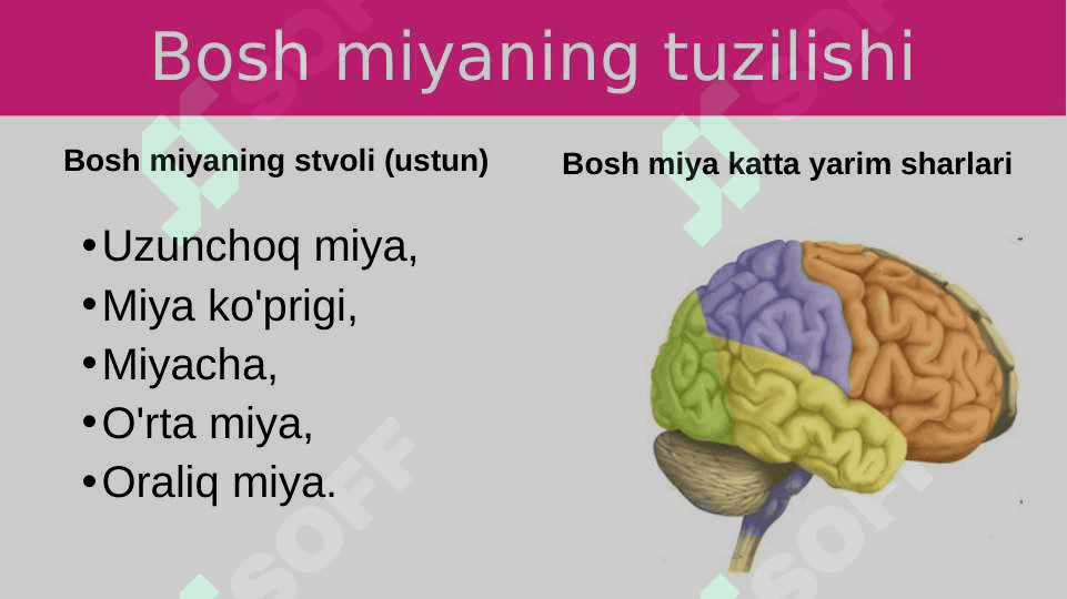 Bosh miyaning tuzilishi va funksiyasi 4