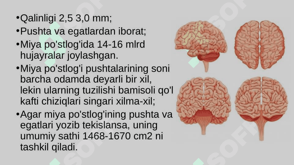 Bosh miya katta yarimsharlarining tuzilishi 3