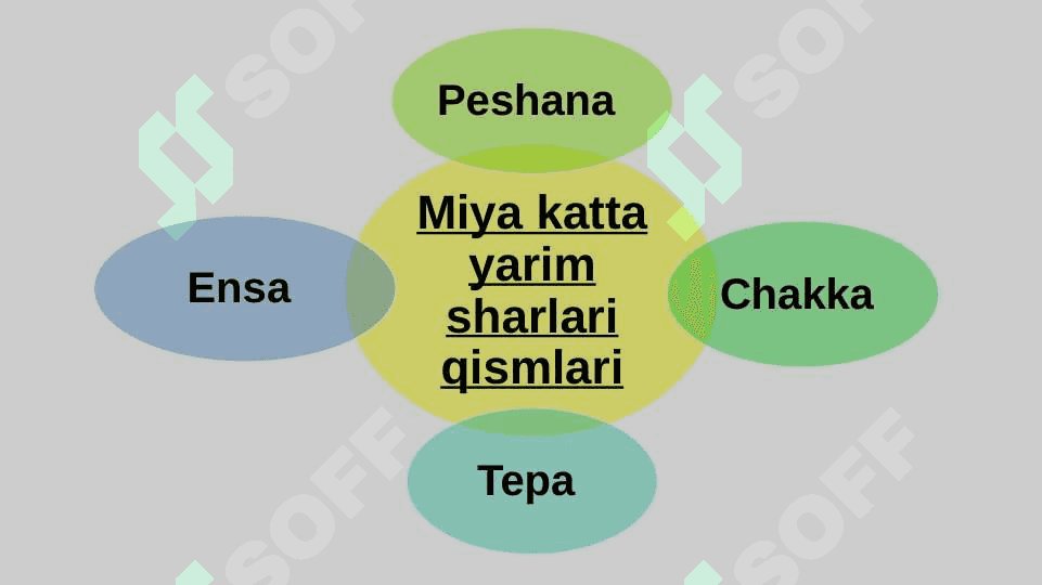 Bosh miya katta yarimsharlarining tuzilishi 4