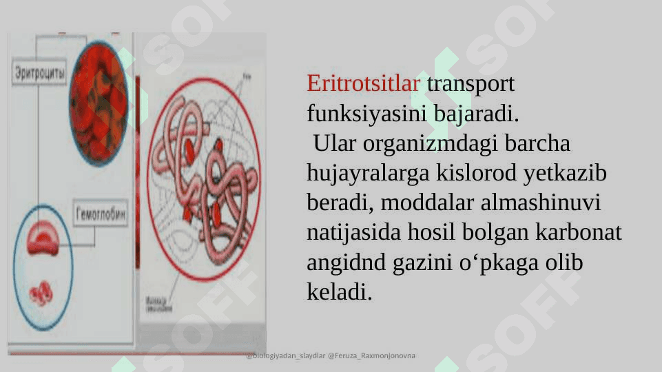 Eritrotsitlar 2