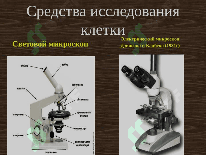 Цитология. Клеточная теория 5