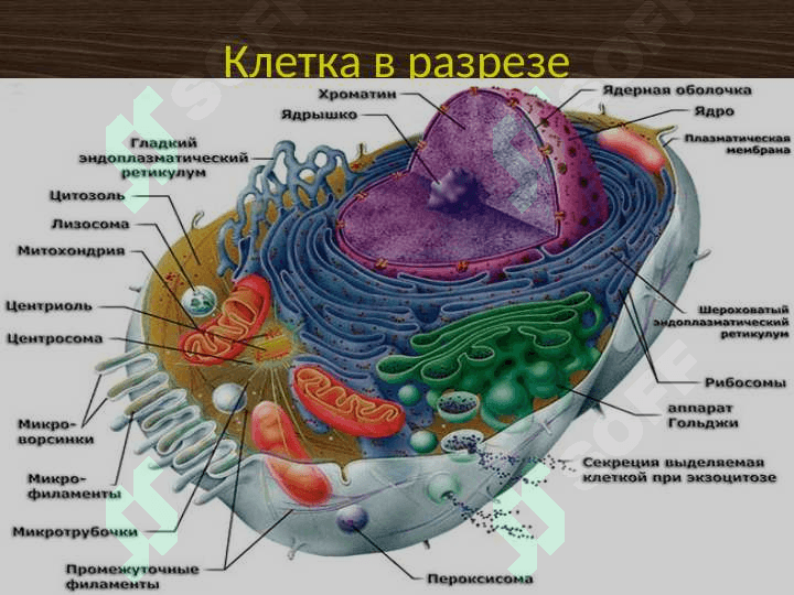 Цитология. Клеточная теория 7