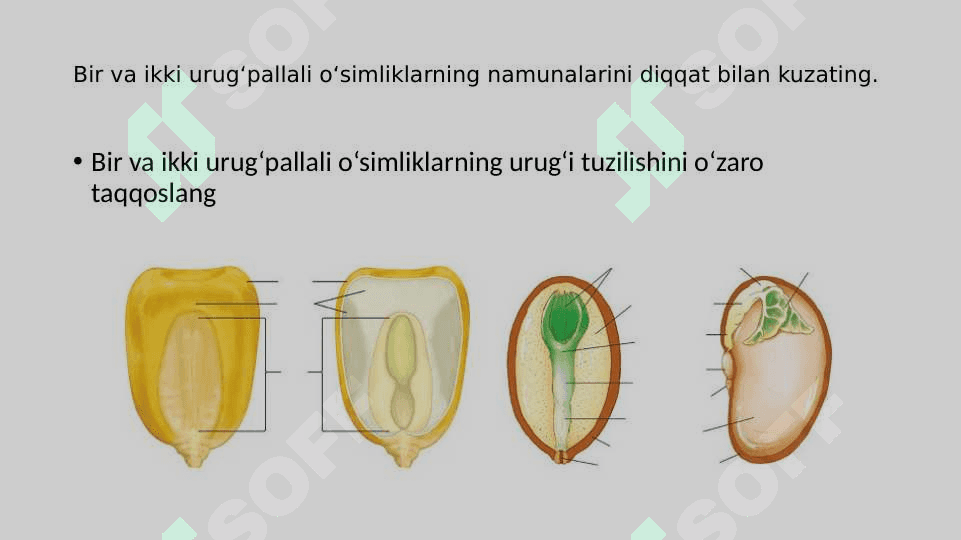 O’SIMLIKLAR SISTEMATIKASINI  O‘RGANISH 4