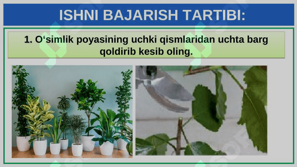 XONA O‘SIMLIKLARINI EKISH VA KO‘CHIRIB O‘TKAZISH 4