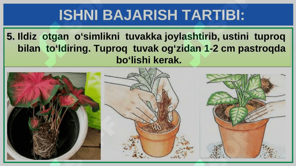 XONA O‘SIMLIKLARINI EKISH VA KO‘CHIRIB O‘TKAZISH 7