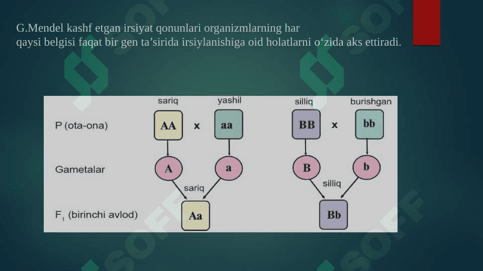 Noallel genlarning oʻzaro taʼsiri 4