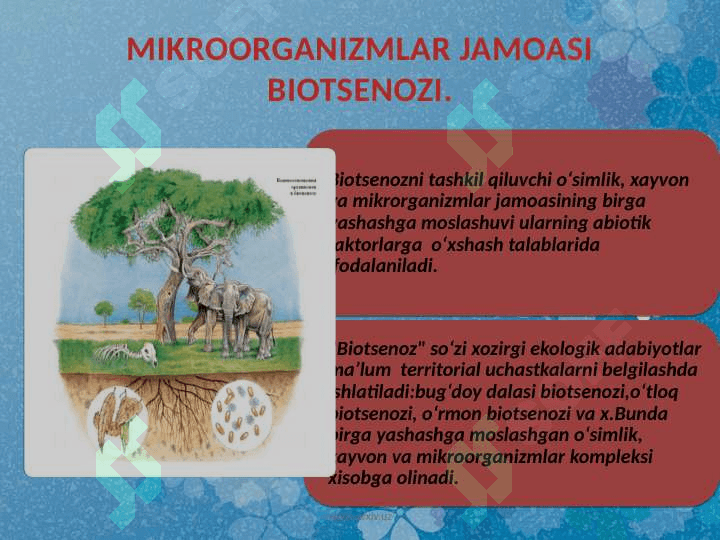 BIOTSENOZ, BIOGEOTSENOZ 2