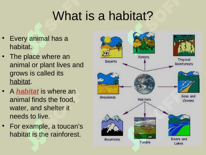 Habitats for Plants and Animalsby Denise Carroll 3