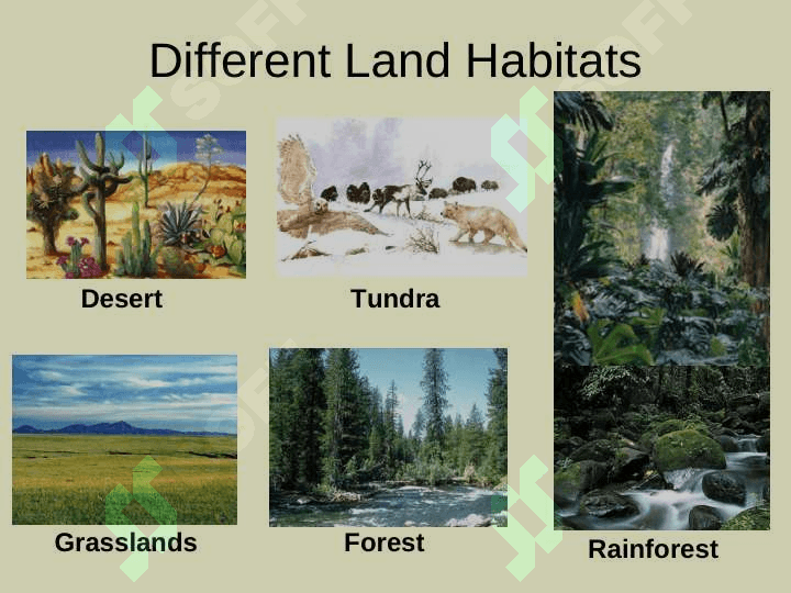 Habitats for Plants and Animalsby Denise Carroll 4