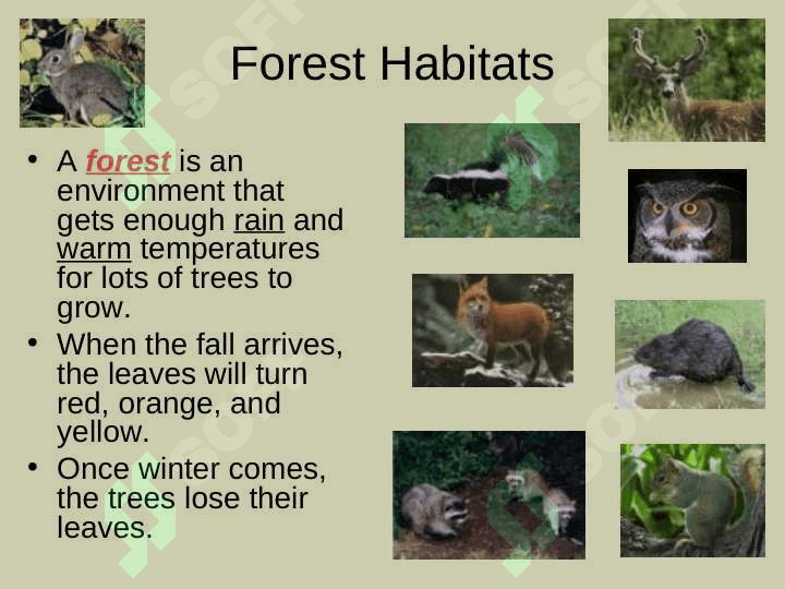 Habitats for Plants and Animalsby Denise Carroll 7