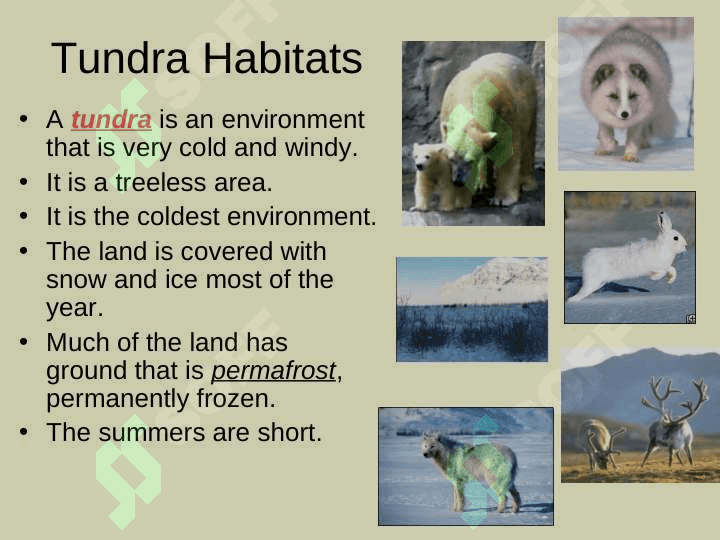 Habitats for Plants and Animalsby Denise Carroll 8