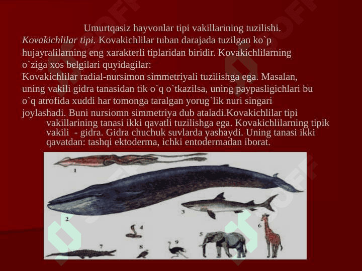 O’LKA HAYVONOT DUNYOSINI  O’RGANISH 5
