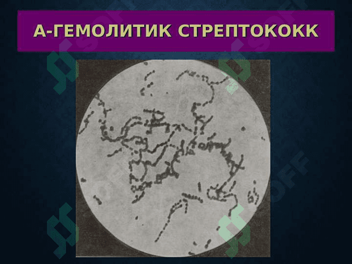 Terining yiringli kasalliklari . Терининг йирингли касалликлари 8