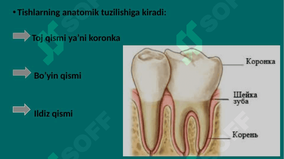 Tishlarning anatomik tuzilishi. Tish qattiq to’qimalarining ( emal, dentin, sement) gistologik tuzilishi 5