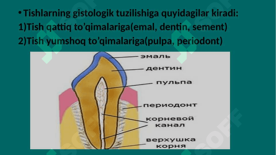 Tishlarning anatomik tuzilishi. Tish qattiq to’qimalarining ( emal, dentin, sement) gistologik tuzilishi 7