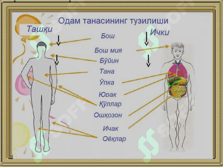 Ёш физиологияси ва гигиена 6