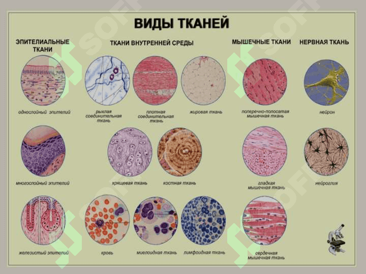 Ёш физиологияси ва гигиена 8