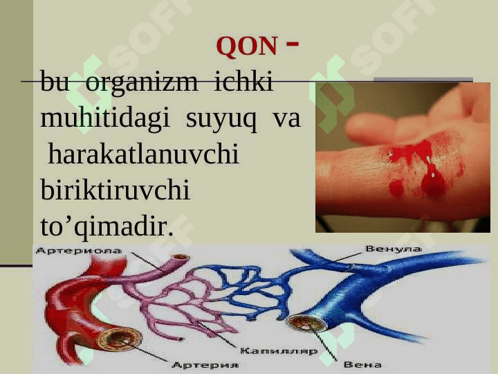 QON  TOMIR  VA  LIMFA  TIZIMI 3