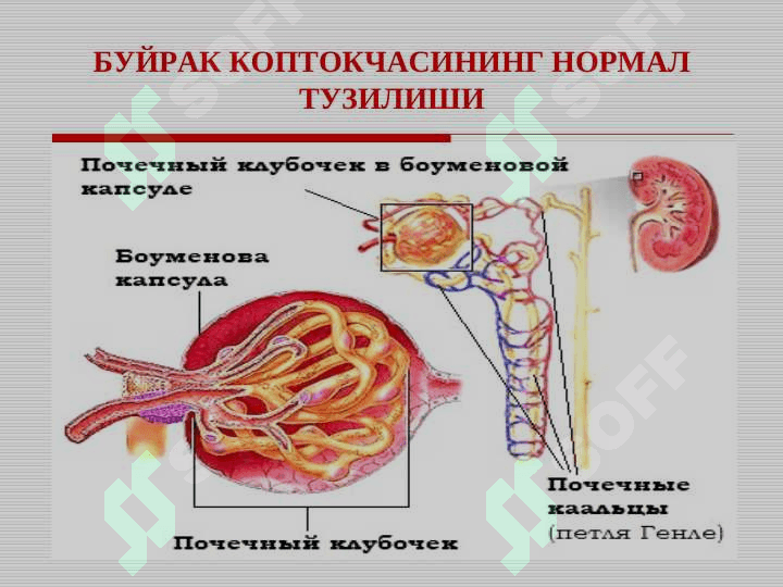 Bolalarda glomerulonefritlar . БОЛАЛАРДА ГЛОМЕРУЛОНЕФРИТЛАР 4