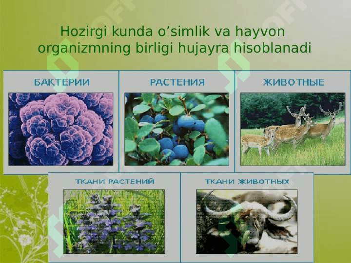 Hujayra va uning tuzilishi 2