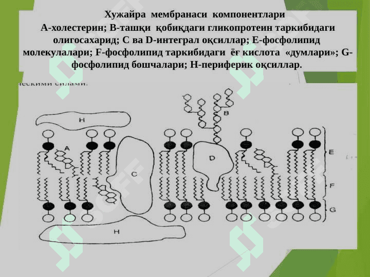 HUJAYRA SHIKASTLANISHI PATOFIZIOLOGIYASI 7