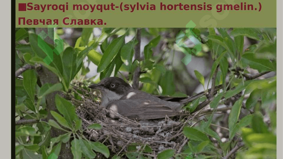 qushlar turlari sayroqi moyqutning turkumlari pptx 3