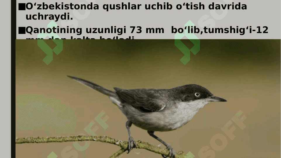 qushlar turlari sayroqi moyqutning turkumlari pptx 4