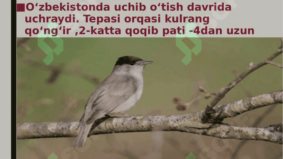 qushlar turlari sayroqi moyqutning turkumlari pptx 7