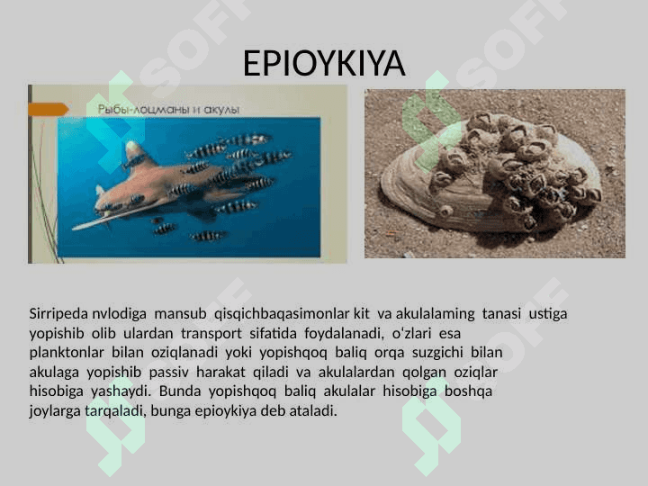 Parazitizm  va parazitlar haqida tushunchalar .  pptx 4