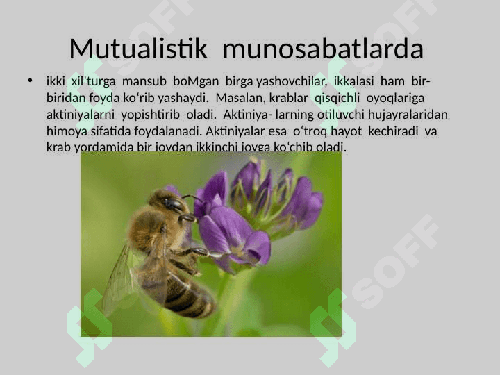 Parazitizm  va parazitlar haqida tushunchalar .  pptx 6