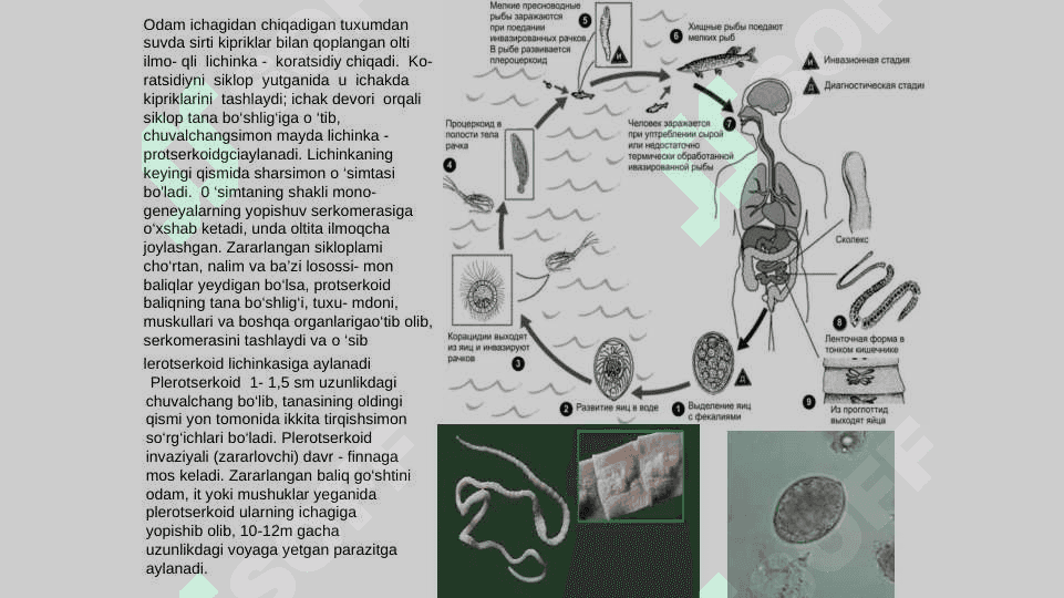 zoologiya tasmasimonlar chuvalchanglar turlari pptx 8