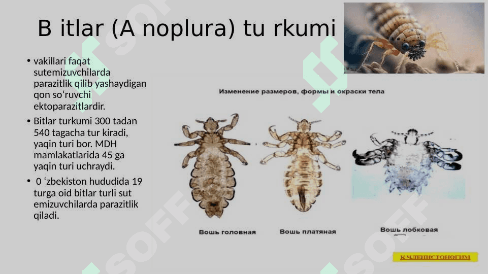 parazit bo`g`im oyoqlilar pptx 8