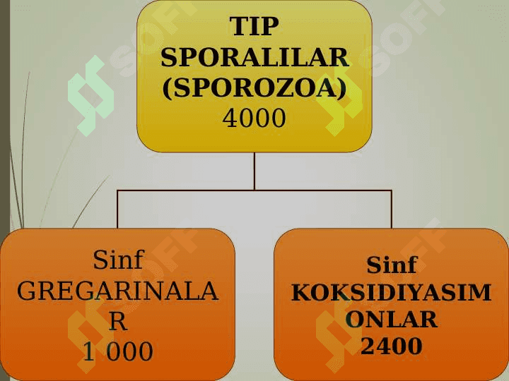 zoologiya sporalilar pptx 4
