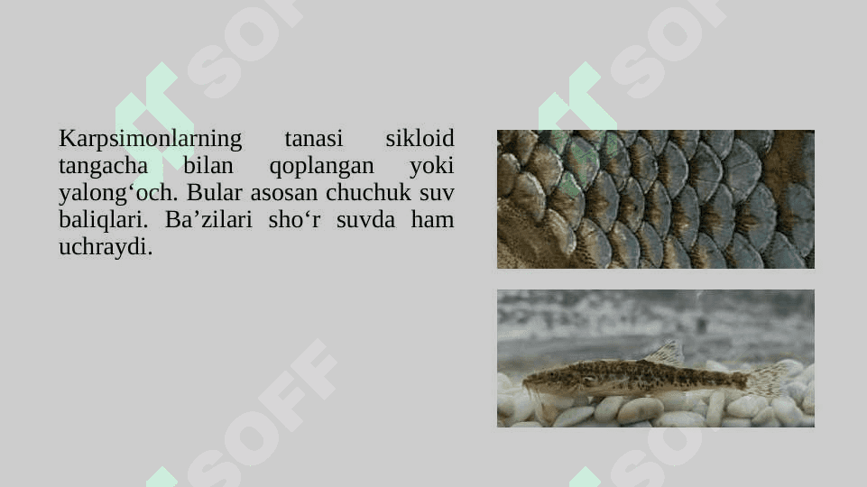 Karpsimonlar turkumi tavsifi  pptx 6