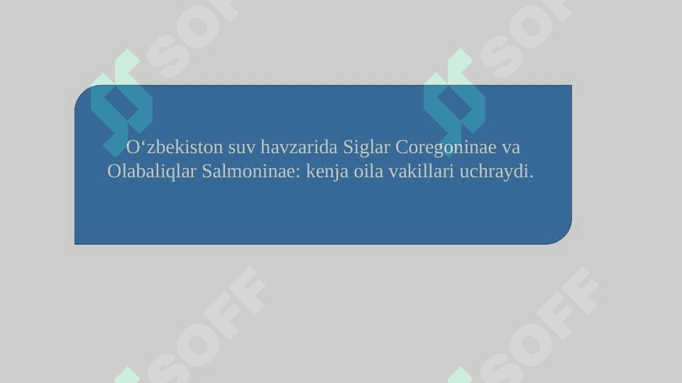 Olabaliqlar oilasi tavsifi pptx 8