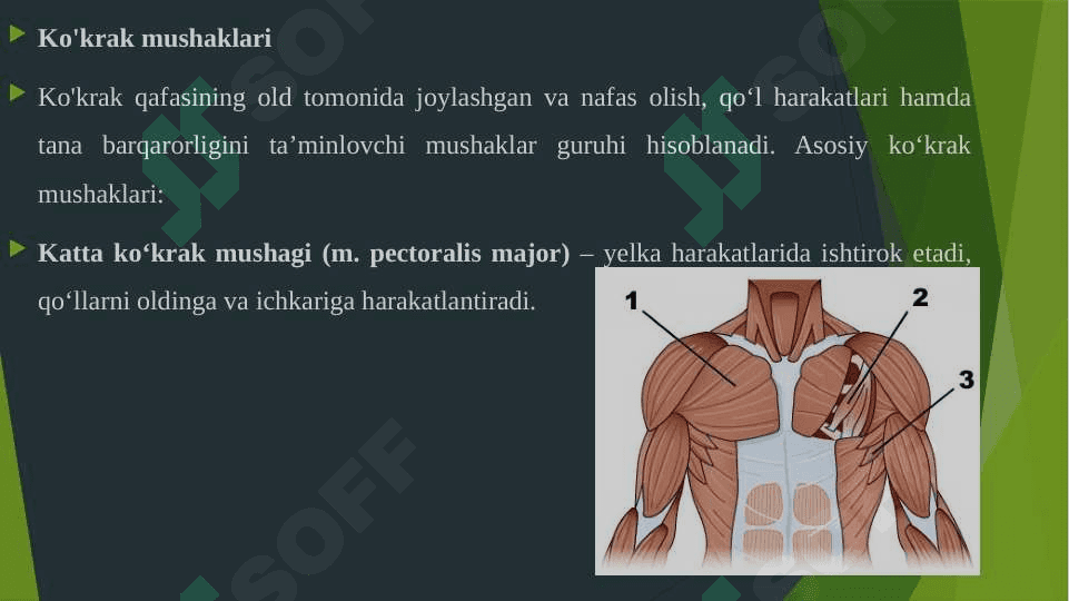 KO'KRAK MUSHAKLARI. DIAFRAGMA. ULARNING YOSHGA QARAB O'ZGARISHI. 3