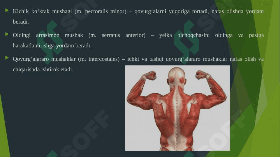KO'KRAK MUSHAKLARI. DIAFRAGMA. ULARNING YOSHGA QARAB O'ZGARISHI. 4