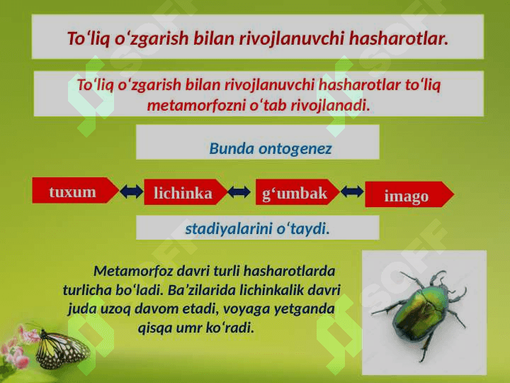 To‘liq o‘zgarish bilan rivojlanuvchi hasharotlar 3