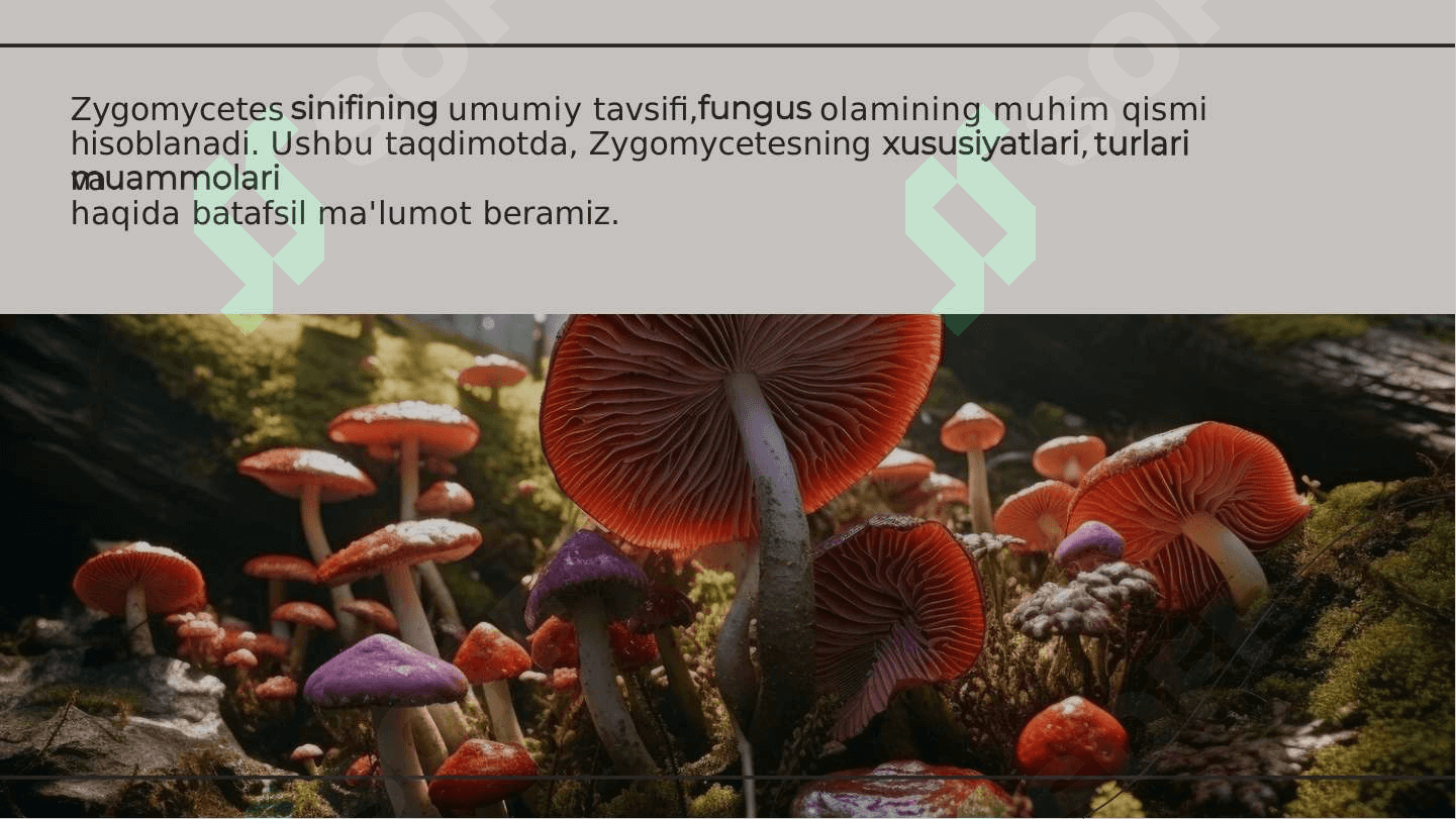 Zygomycetes Sinfining Umumiy Tavsifi 2