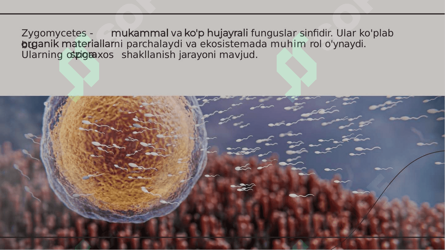 Zygomycetes Sinfining Umumiy Tavsifi 3